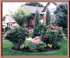 New Garden With Dahlias