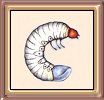 Chafer Grub