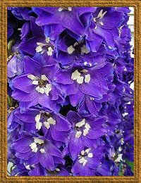 Delphiniums