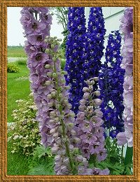Delphiniums