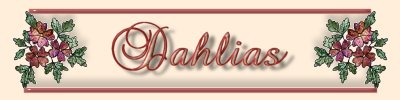 Dahlias