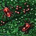 Spider Mites